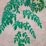 Moringa oleifera List