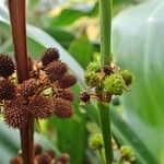 Aquarius floribundus Fruit