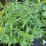 Tagetes lucida Flower