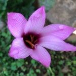 Zephyranthes rosea Kvet