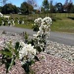 Lagerstroemia speciosa Květ