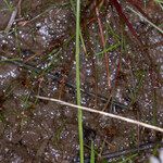 Carex demissa Elinympäristö