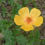 Kallstroemia grandiflora Цвят