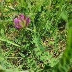 Astragalus hypoglottis Blad