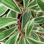 Cheilocostus speciosus Blatt