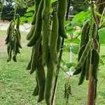 Mucuna pruriens Fruit