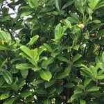 Prunus laurocerasus পাতা