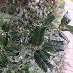 Ilex cornuta ഇല
