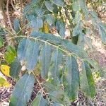 Castanospermum australe পাতা