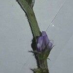 Astragalus sesameus Blomst