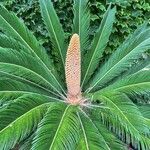 Cycas revolutaᱥᱟᱠᱟᱢ