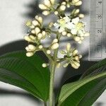 Miconia cooperi Anders