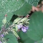 Salvia tiliifolia പുഷ്പം