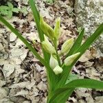 Cephalanthera longifolia 花