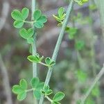 Cytisus arboreus Hoja