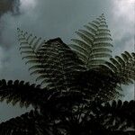 Cyathea spinulosa Hoja