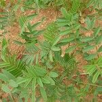 Indigofera brevicalyx Leaf