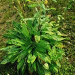 Oenothera glazioviana Hábito