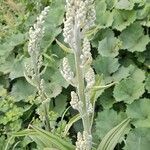 Veratrum album Otro