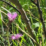 Allium drummondii Çiçek
