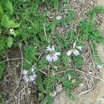 Astragalus alpinus Blüte