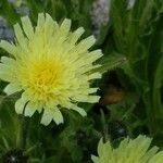 Hieracium berardianum Λουλούδι