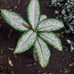 Dieffenbachia oerstedii Leaf