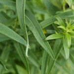 Symphyotrichum novae-angliae Leaf