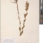Habenaria tetraceras Други