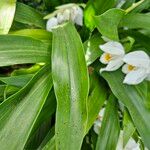 Coelogyne mooreana 葉