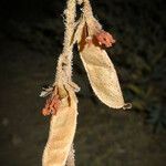 Hoffmannseggia glauca 果実