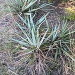 Yucca pallida Hoja