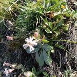 Silene vallesia Flors