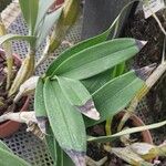 Dendrobium chrysotoxum Leaf