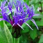 Centaurea montana Λουλούδι