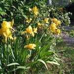 Iris barbatula Hábito