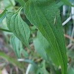 Phyteuma spicatum Leaf