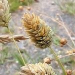 Phalaris canariensis Flower