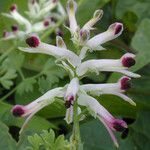 Fumaria occidentalis 花