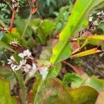 Limonium brassicifolium Muu