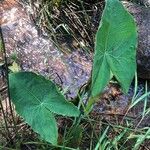 Sagittaria latifoliaഇല