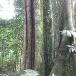 Duboscia macrocarpa Corteza