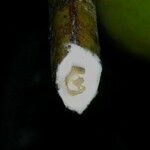 Garcinia dulcis Outro