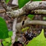 Entelea arborescens പുറംതൊലി