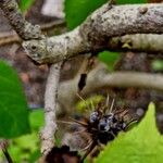 Entelea arborescens چھال