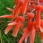 Aloe amudatensis Floare