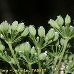 Katapsuxis silaifolia Mbuma