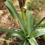 Crinum macowanii Folha