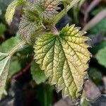 Urtica membranacea Ліст