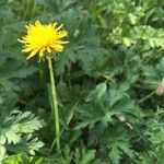 Euryops chrysanthemoidesFlower